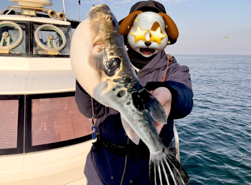 トラフグの釣果