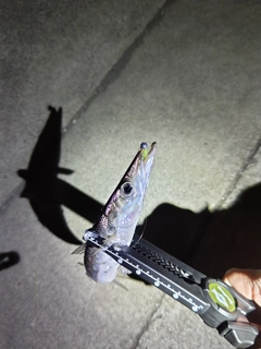 カマスの釣果