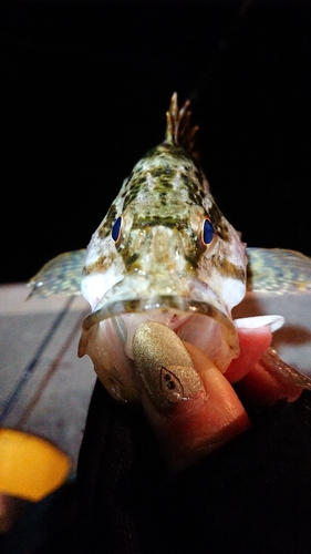 タケノコメバルの釣果