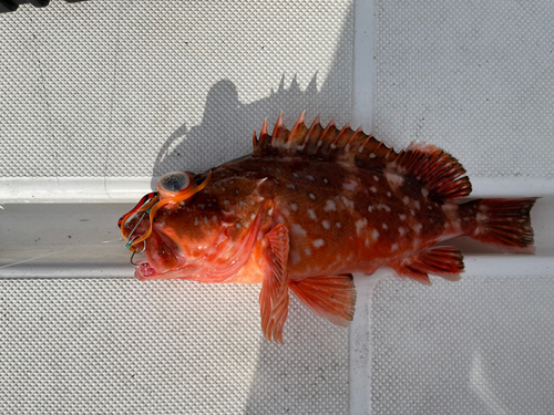 ウッカリカサゴの釣果