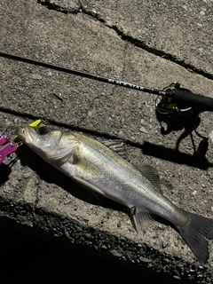 フッコ（タイリクスズキ）の釣果