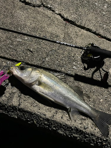 フッコ（タイリクスズキ）の釣果