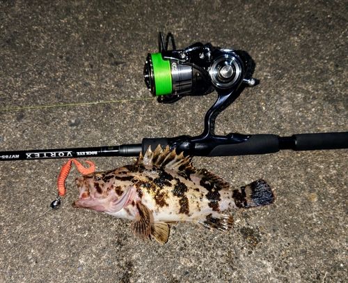 ベッコウゾイの釣果