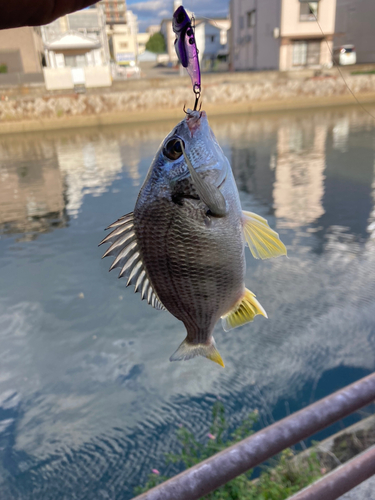 キビレの釣果