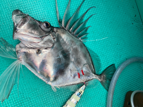 カガミダイの釣果