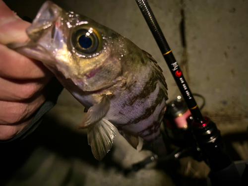 クロメバルの釣果