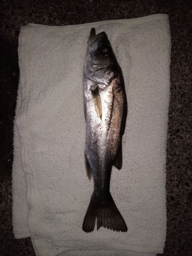 セイゴ（マルスズキ）の釣果