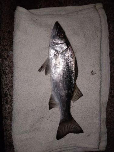 セイゴ（ヒラスズキ）の釣果