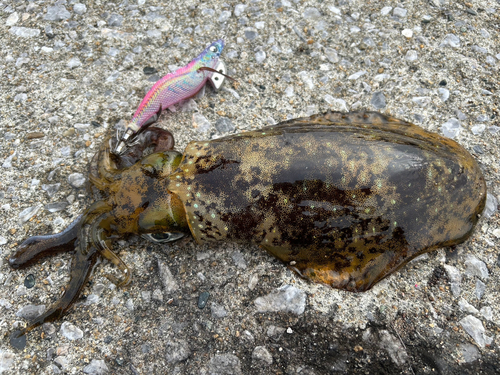 アオリイカの釣果