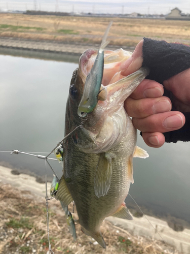 ブラックバスの釣果