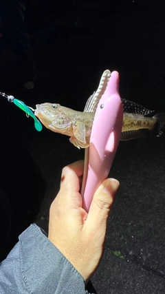 マハゼの釣果