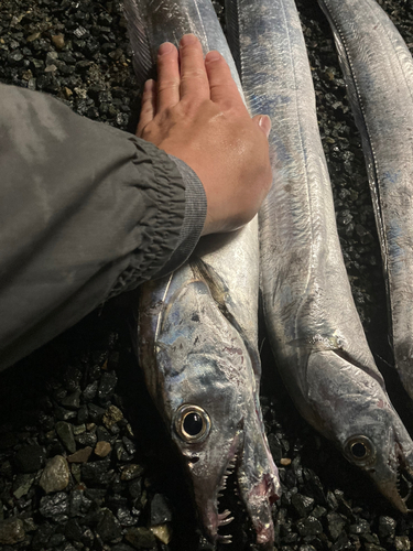 タチウオの釣果