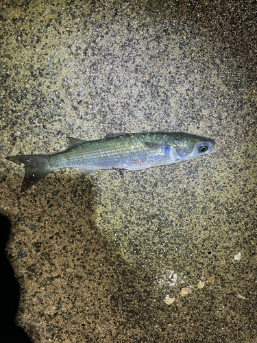 コノシロの釣果