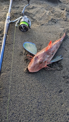 ホウボウの釣果