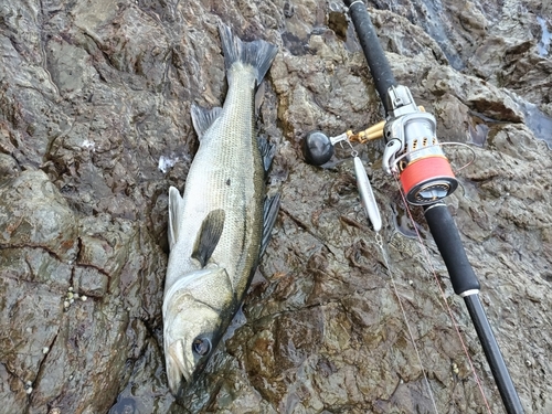 フッコ（ヒラスズキ）の釣果