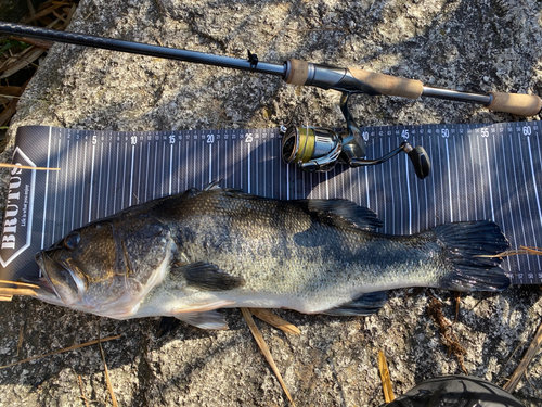 ブラックバスの釣果