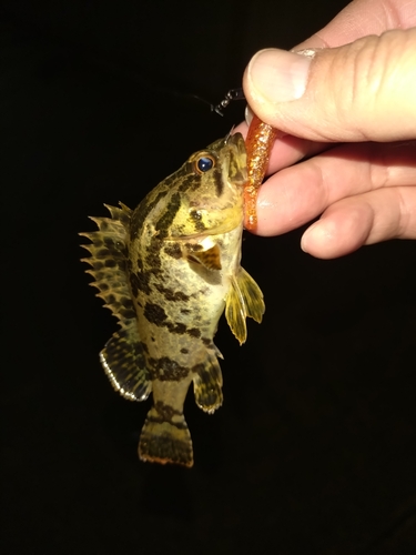 タケノコメバルの釣果