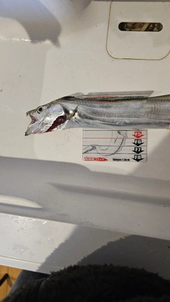 タチウオの釣果