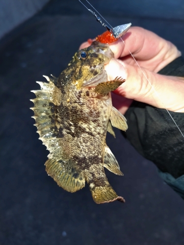 タケノコメバルの釣果