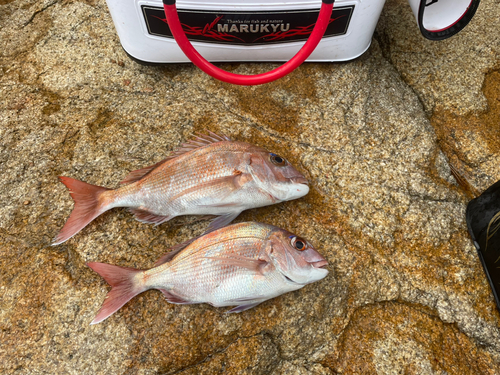 タイの釣果