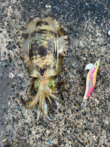 アオリイカの釣果