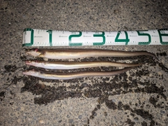 マアナゴの釣果