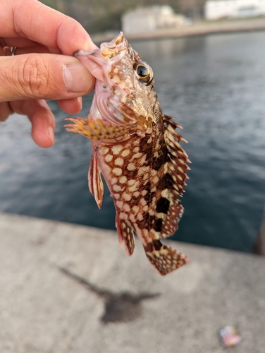 カサゴの釣果