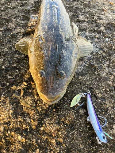 マゴチの釣果