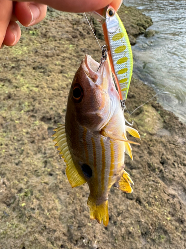 ヤマトビーの釣果