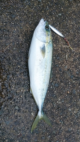 ハマチの釣果