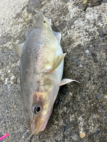 コマイの釣果