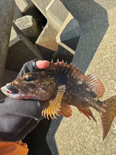 カサゴの釣果