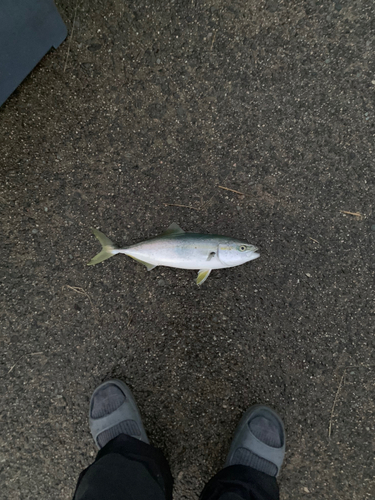 ツバスの釣果