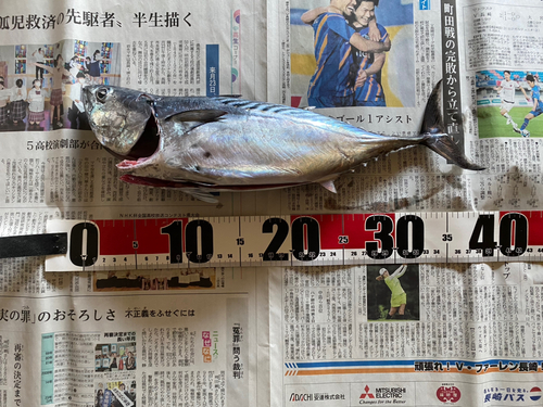 スマガツオの釣果