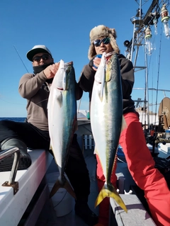 ハマチの釣果