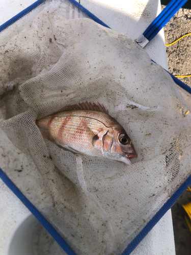 マダイの釣果