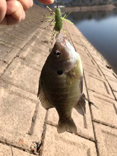 ブルーギルの釣果