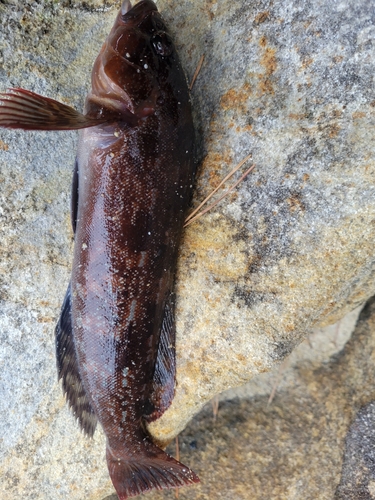 アイナメの釣果