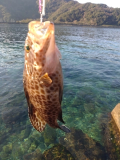 オオモンハタの釣果