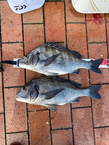 クロダイの釣果