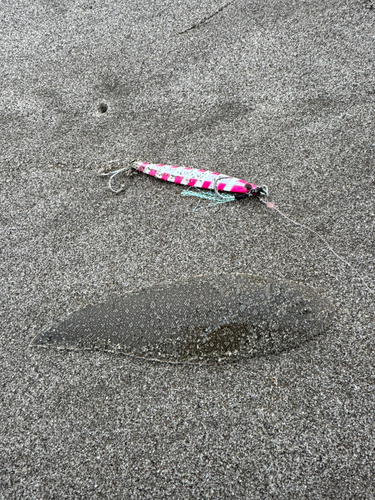 シタビラメの釣果