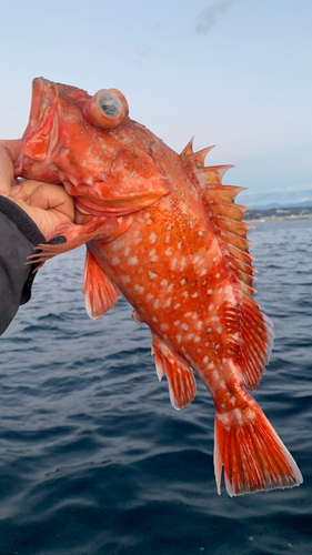 ウッカリカサゴの釣果