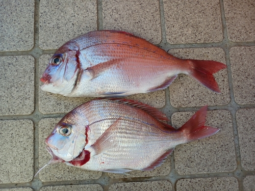 チダイの釣果