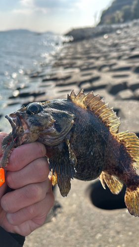 タケノコメバルの釣果