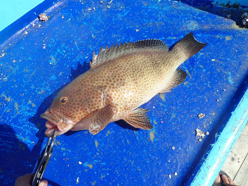 オオモンハタの釣果