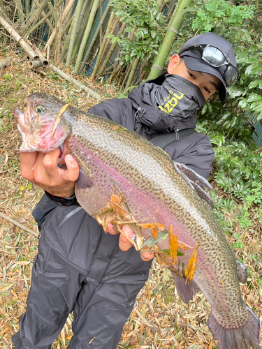 ニジマスの釣果