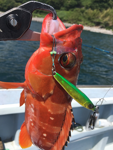 オオモンハタの釣果