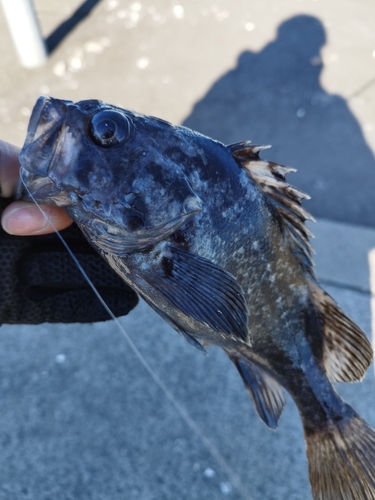 クロソイの釣果