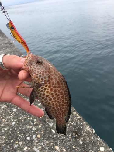 オオモンハタの釣果