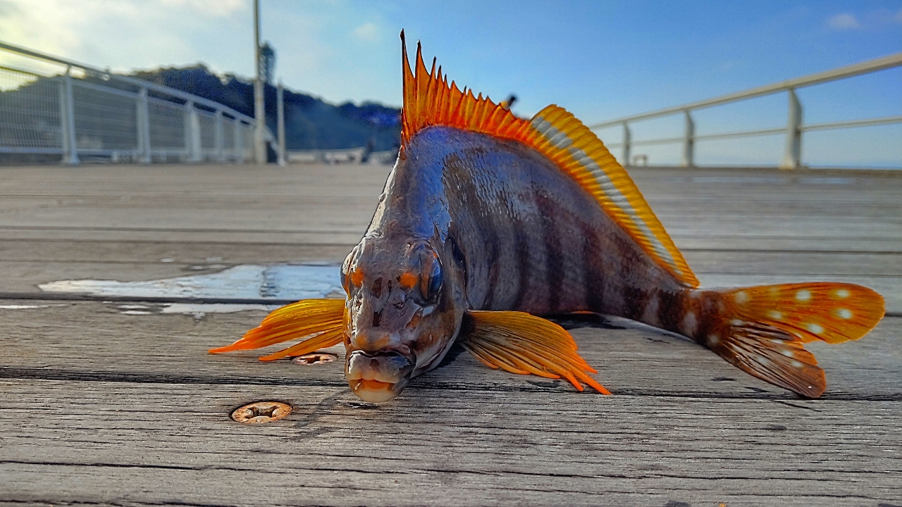 タカノハダイ